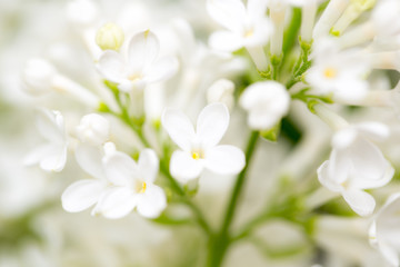 White flowers of lilac on nature
