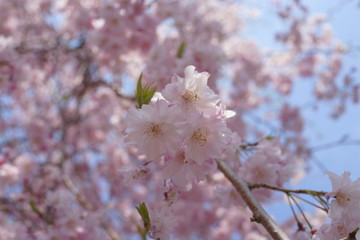 桜　しだれ桜　八重桜　クローズアップ