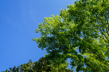 Fototapeta premium Shade of green maple leaves branches with clear blue sky background on sunshine day, Kurokawa onsen town