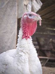 Head of a white turkey