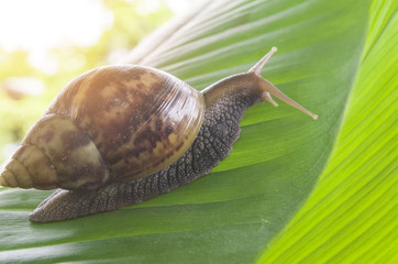 Snail on green leaf in Thailand