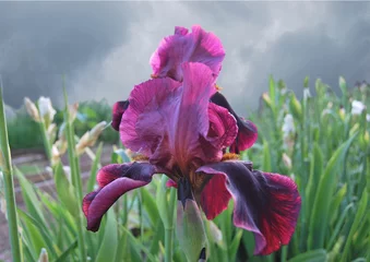 Fototapete Iris Iris, lilac, rare variety