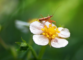 A flower of strawberry with drops of dew water and insects in forest macro.