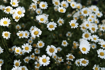 daisy