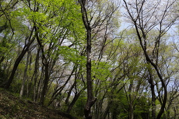 新緑の森　山道　散歩　公園　林　森　春　初夏