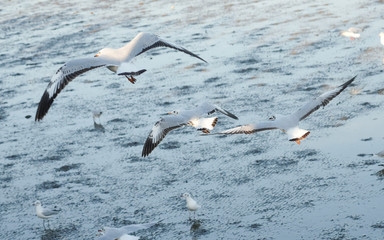 behind of three seagulls are flying at the sea (Bangpoo Thailand)