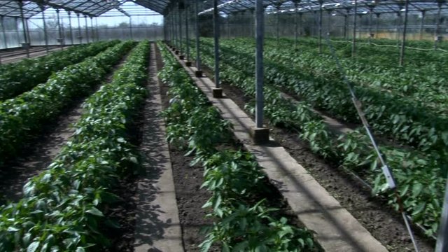 farming pappers in the greenhouse,pappers in the rows