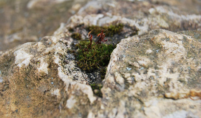 Moss grew in the center of the stone