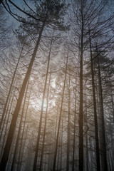 Fototapeta na wymiar Pine trees forest with fog and sunrise in the morning.