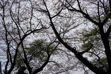 見上げる空　木々　森