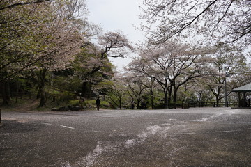 Obraz premium 桜 散る 花吹雪 春 公園