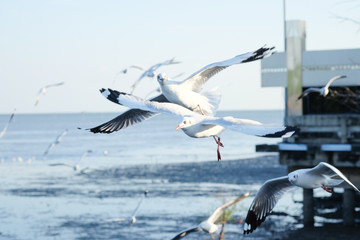 two seagulls are flying together
