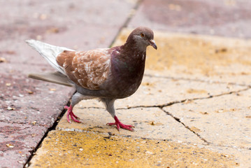 Dove on the sidewalk in the city