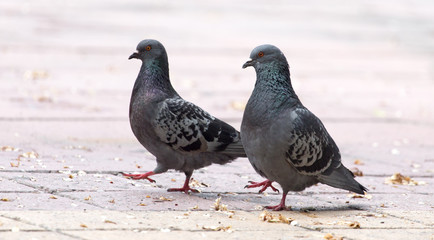 Love of two pigeons on the sidewalk
