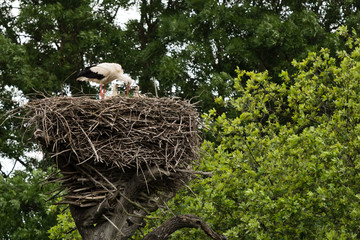 European white stork (Ciconia ciconia) nestlings in a nest in the wild