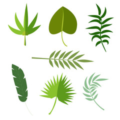 Tropical leaves palm summer exotic jungle green leaf vector illustration