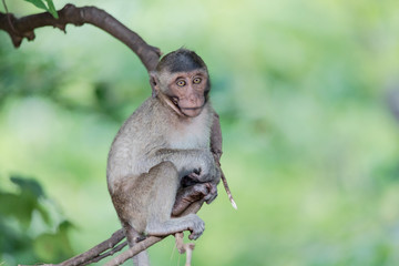 Monkey Sitting On The Branch, Khao Nor In Nakhon Sawan Province Of Thailand.