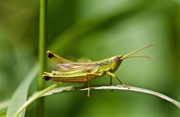sauterelle