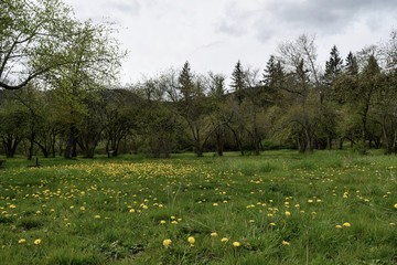 Green Meadow with Dandelions