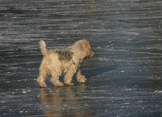 Fox-Terrier auf dem Eis