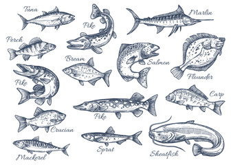 Vector sketch icons of fish of river or sea - obrazy, fototapety, plakaty