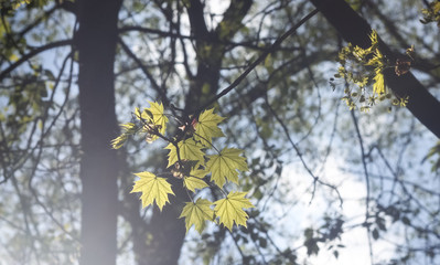 Maple tree leaves