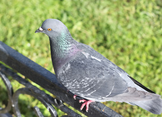 Feral pigeon sitting on the fence
