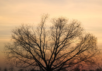 Obraz na płótnie Canvas The tree in the sunset