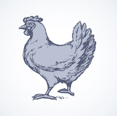 Hen. Vector drawing