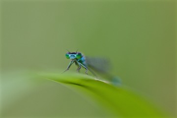 agrion en apesanteur