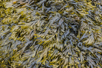 Brown and Green Seaweed