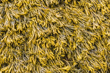 Brown Seaweed at the Shore