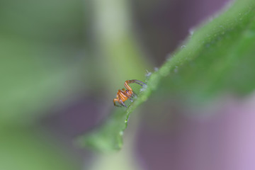 Spider Makro