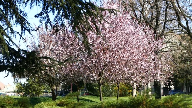 Blooming cherry trees in the park