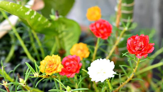 Common Purslane