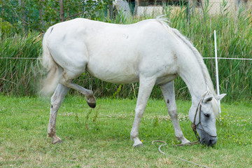Naklejka na ściany i meble white horse feeding in a green pasture