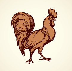Cock. Vector drawing