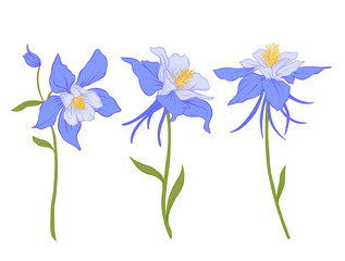 Columbine, aquilegia, flowers. Set of colored flowers.Stock line vector illustration