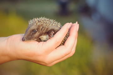 A Little cute hedgehog baby in his hand asleep. Human care and assistance to wild animals