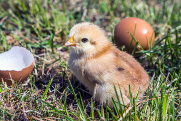 young chicken hatched from the egg
