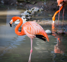 Pink flamingo on a pond in nature