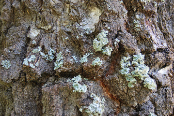 Texture of birch bark