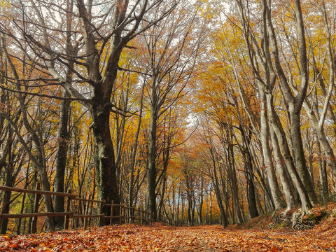 Autunno sui Monti Cimini