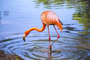 Foto op Plexiglas Pink flamingo on a pond in nature © schankz