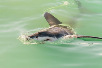 Fototapeta premium Great white shark face
