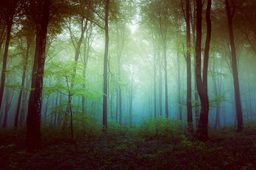 Filtered foggy forest. Clearing into the bush
