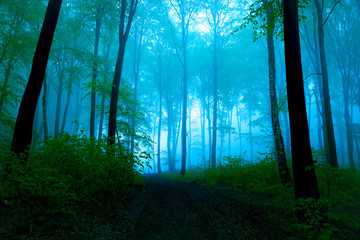 Foggy summer day into the forest