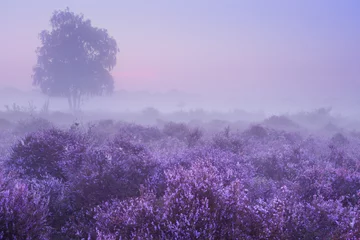 Fototapeten Lila Fog over blooming heather in The Netherlands at dawn  © sara_winter