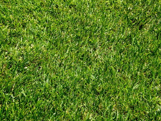 Grass Close