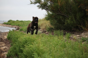 chien  cane corso  qui court dans  la  nature 